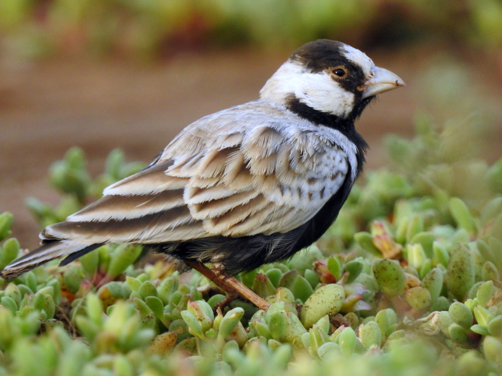 image Black-crowned Sparrow-Lark